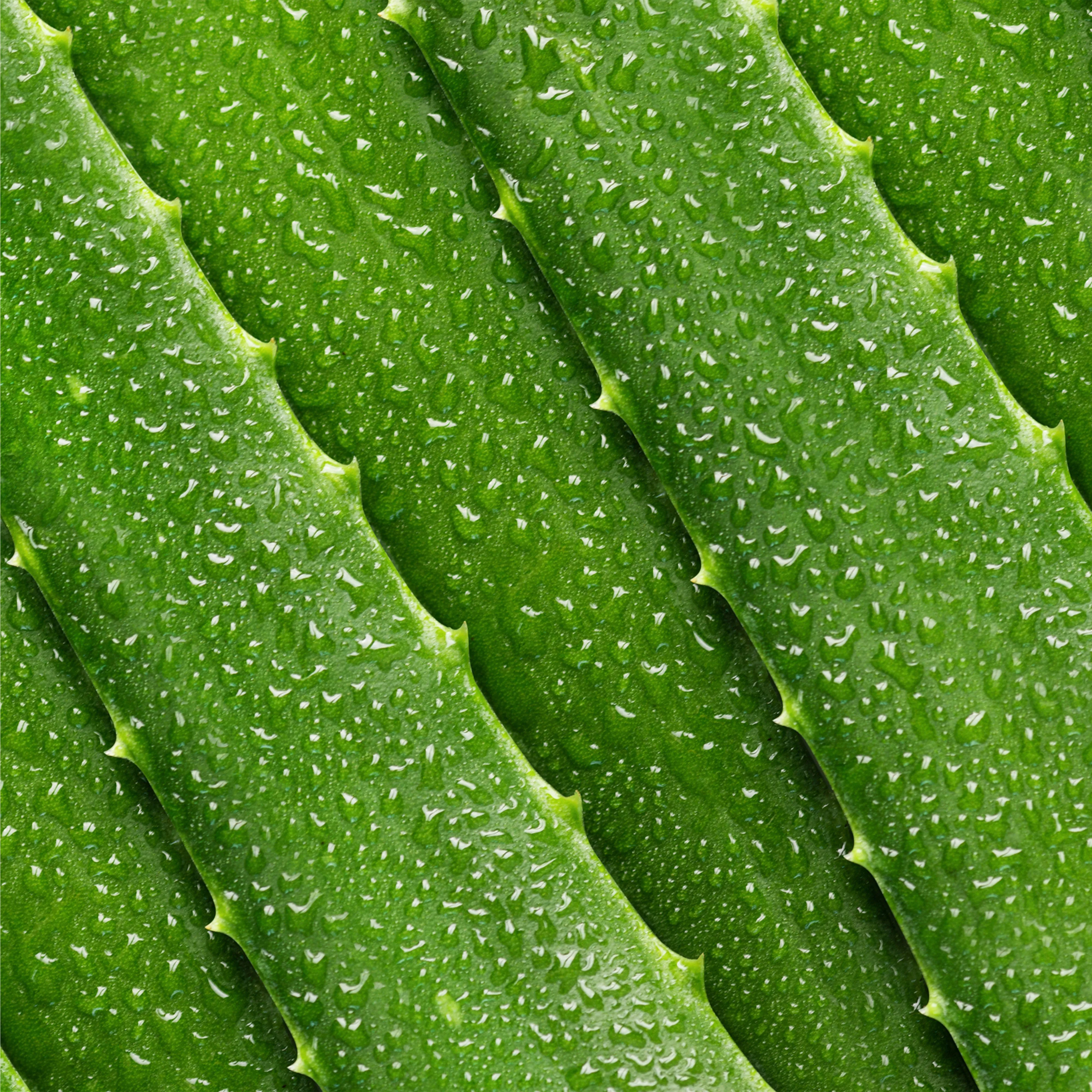 Aloe Vera Toner