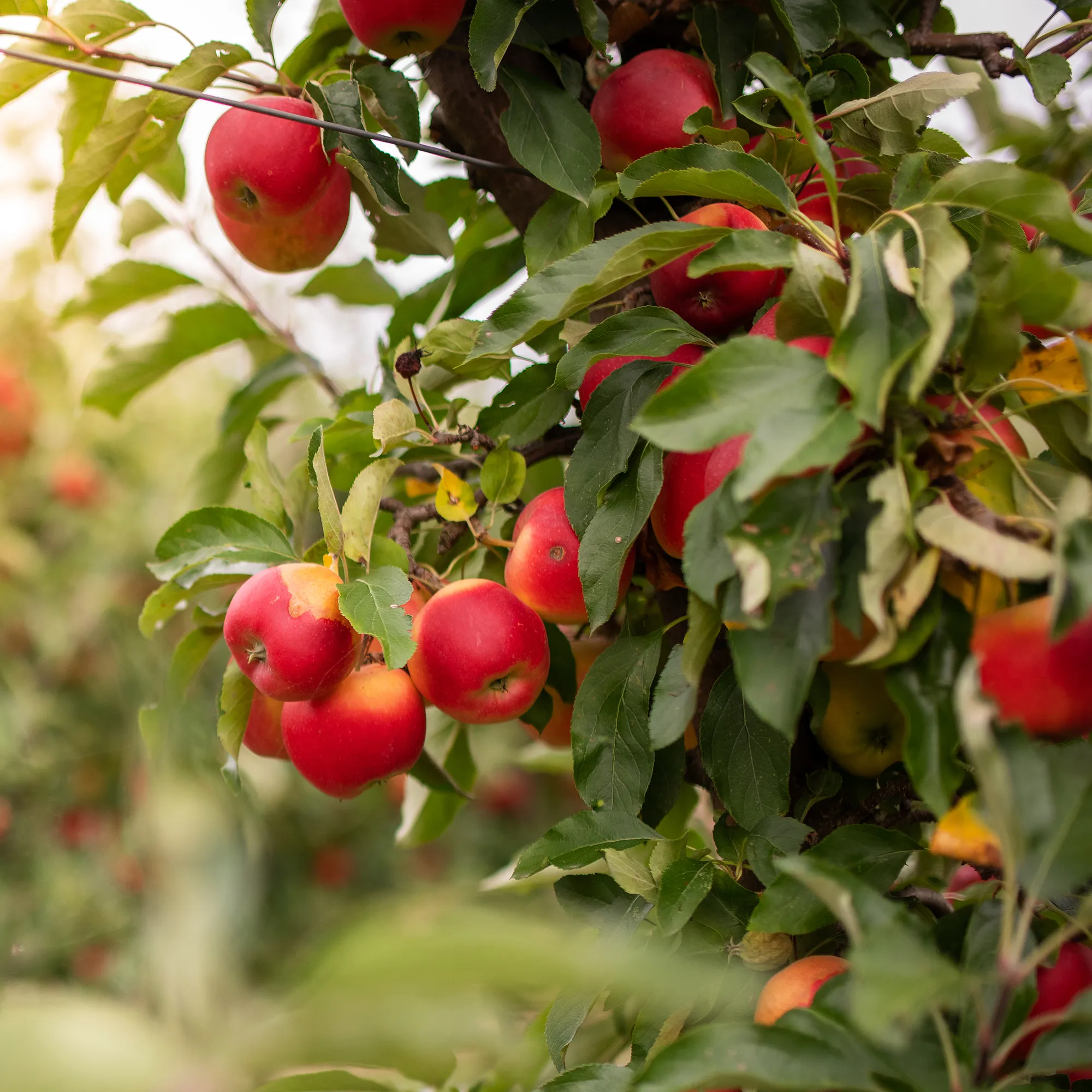 Apple Orchard