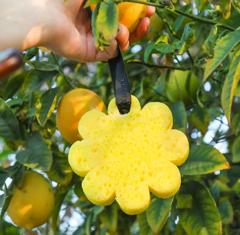 Papaya Yuzu Flower Buffer