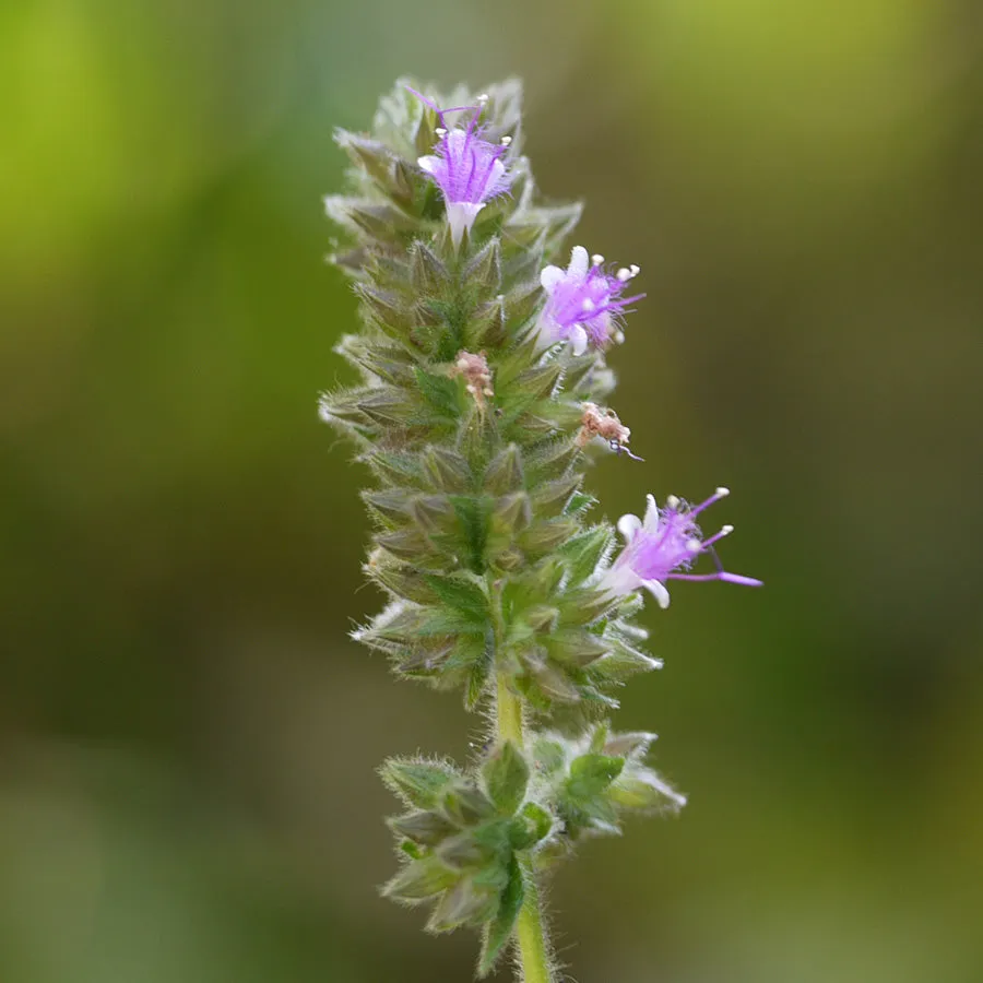 Patchouli Perfume